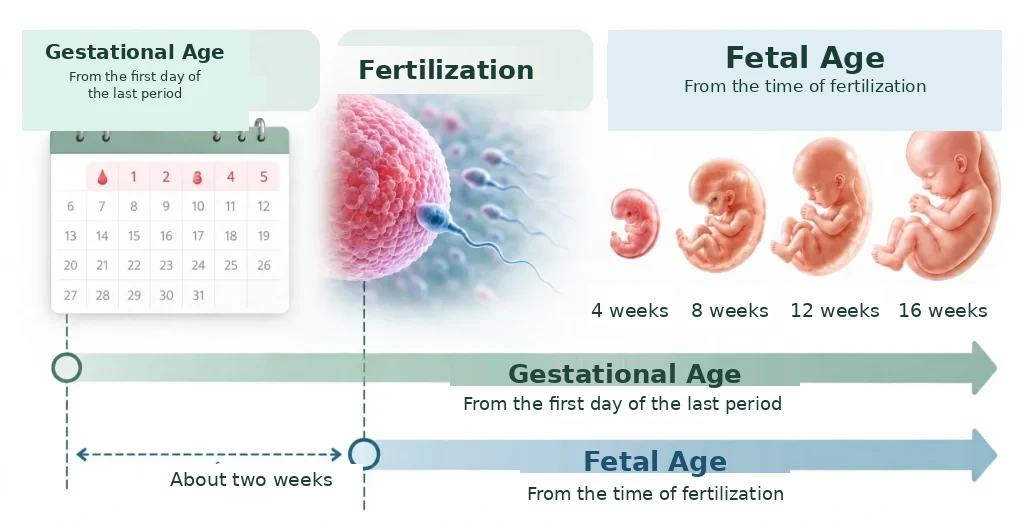 Diagram showing the difference between gestational age counted from the first day of the last period and fetal age counted from the time of fertilization, differing by about two weeks