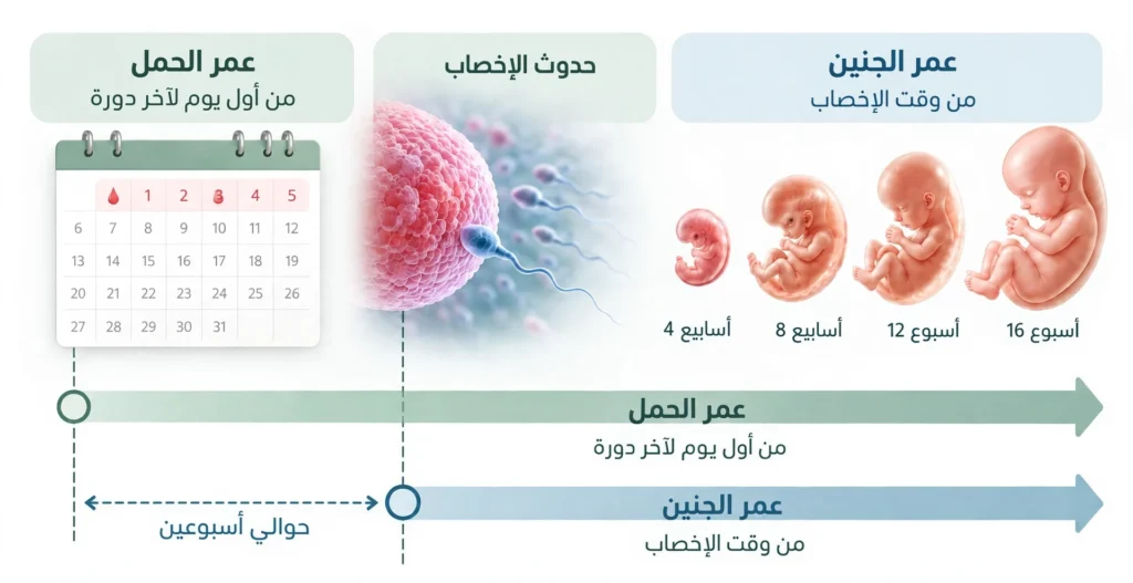مخطط يوضح الفرق بين عمر الحمل المحسوب من أول يوم لآخر دورة وعمر الجنين المحسوب من وقت الإخصاب بفارق حوالي أسبوعين