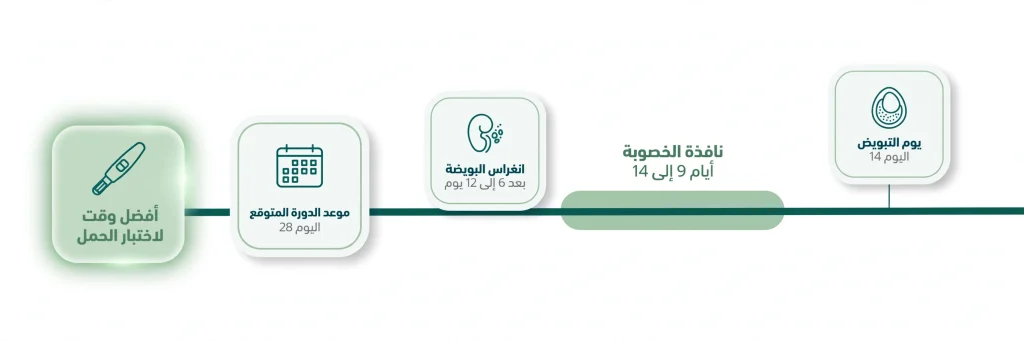 مخطط زمني لحاسبة اختبار الحمل يوضح أفضل وقت لإجراء الاختبار بعد التبويض ونافذة الخصوبة وانغراس البويضة وموعد الدورة المتوقع
