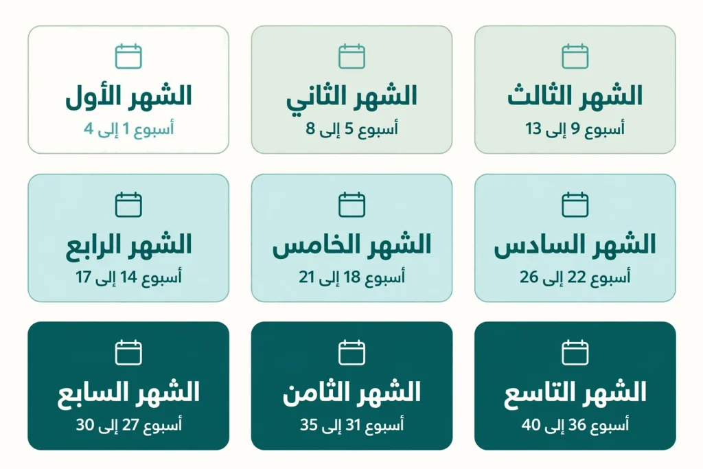 رسم توضيحي لجدول الحمل بالاسابيع يوضح التحويل بين اسابيع الحمل بالشهور