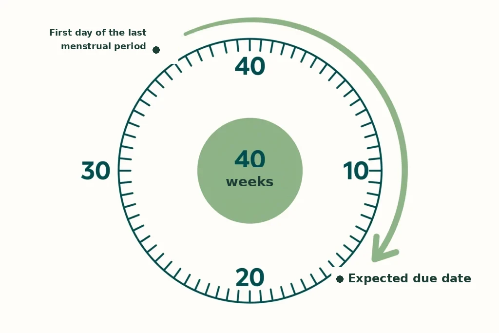 Pregnancy wheel diagram showing the correct way to calculate pregnancy from the first day of the last period until the due date after 40 weeks